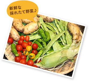 新鮮な採れたて野菜♪